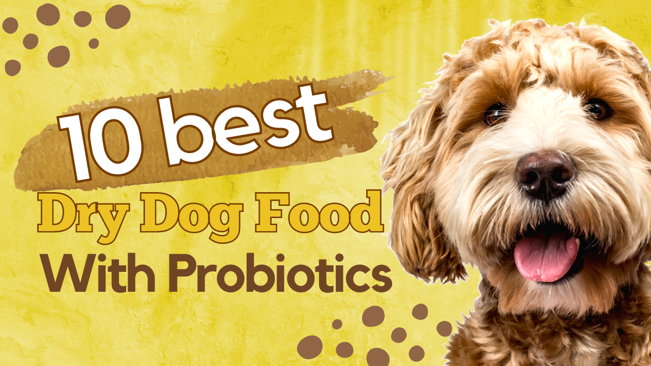 Best Dry Dog Food With Probiotics