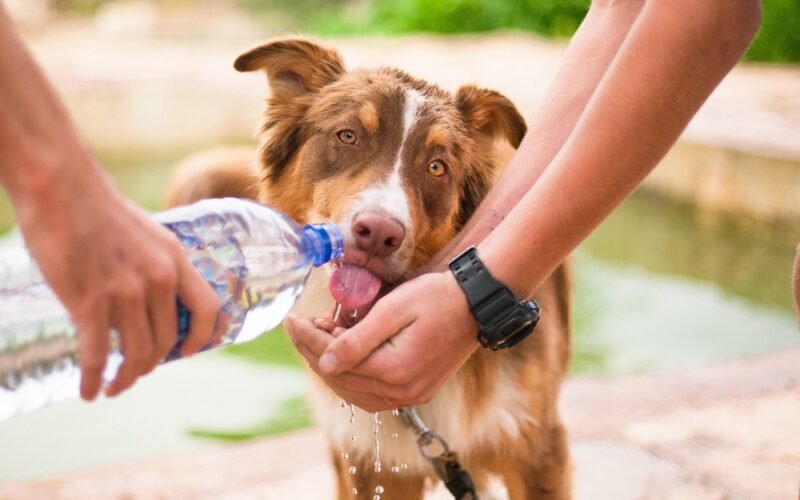 Why Dehydration Matters in Dog Food 5 Dehydration Matters of Dog