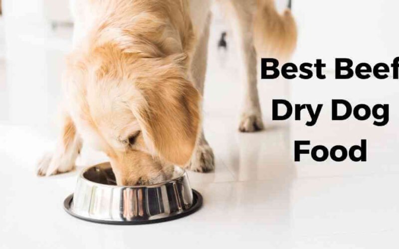 10 Best Beef Dry Dog Food 5 best beef dry dog food
