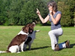 The Best Dog Whistles You Should Choose For Your Dog 40 best dog whistles