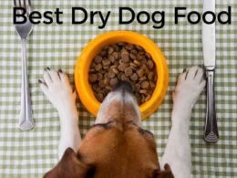 10 Best Dry Dog Food in 2022 31 best dry dog food