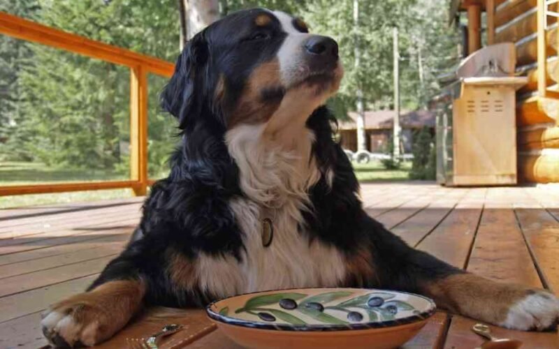 10 Best Dry Dog Food For Large Dogs 5 best dry dog food for large dogs