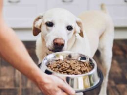 10 Best Dry Dog Food For Medium Dogs in 2022 35 best dry dog food for medium dogs