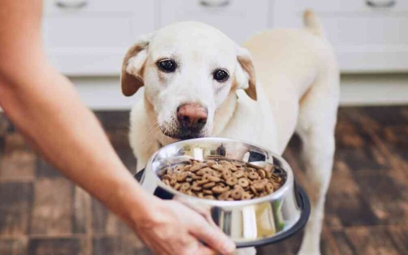 10 Best Dry Dog Food For Medium Dogs in 2022 5 best dry dog food for medium dogs