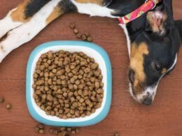 10 Best Dry Dog Food For Senior Dogs in 2022 26 best dry dog food for senior dogs