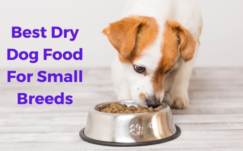 10 Best Dry Dog Food For Small Breeds in 2022 5 best dry dog food for small breeds