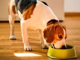 10 Best Grain Free Dry Dog Food in 2022 8 best grain free dry dog food