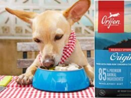10 Best Orijen Dry Dog Food in 2022 49 best orijen dry dog food
