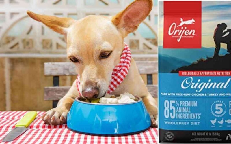 10 Best Orijen Dry Dog Food in 2022 5 best orijen dry dog food