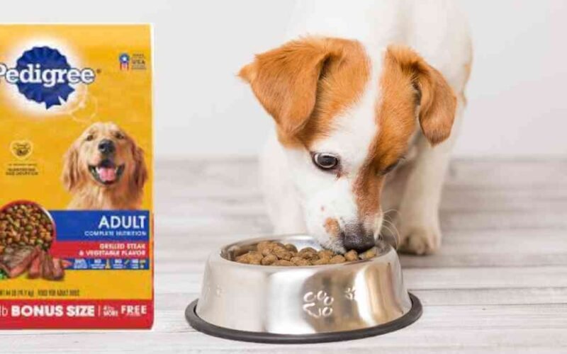 10 Best Pedigree Dry Dog Food in 2022 5 best pedigree dry dog food