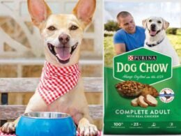 10 Best Purina Dry Dog Food in 2022 50 best purina dry dog food