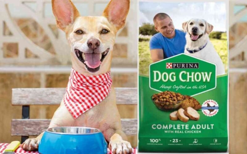 10 Best Purina Dry Dog Food in 2022 5 best purina dry dog food