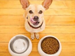 The Best Soft Dry Dog Food 9 best soft dry dog food