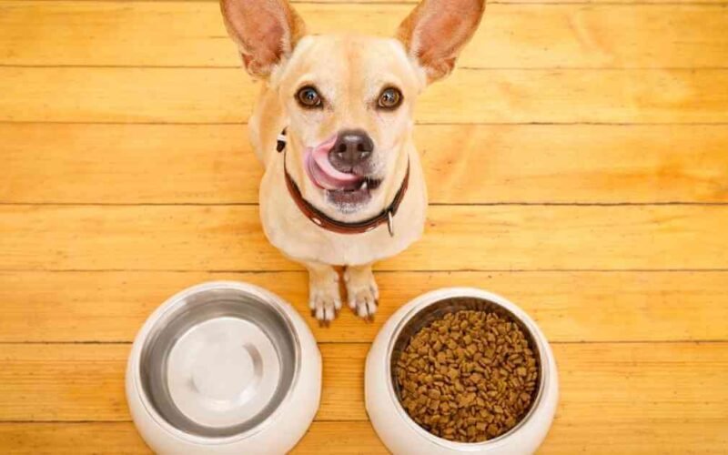 The Best Soft Dry Dog Food 5 best soft dry dog food