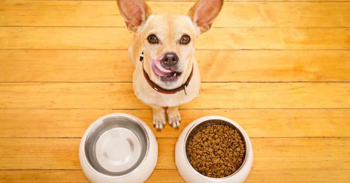 The Best Soft Dry Dog Food 179 best soft dry dog food