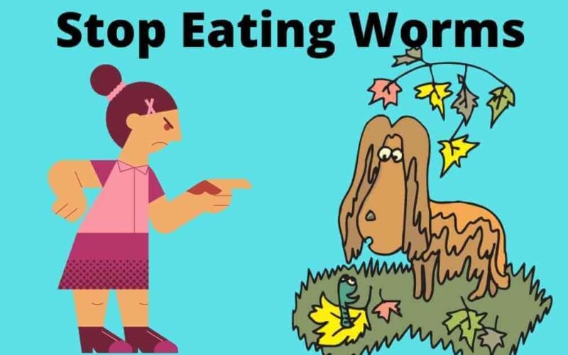 How Do I Stop My Dog From Eating Worms? 5 how do i stop my dog from eating worms