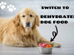 Easy Steps to Switch Dog Food (Dehydrated) 55 switch your dog to dehydrated food