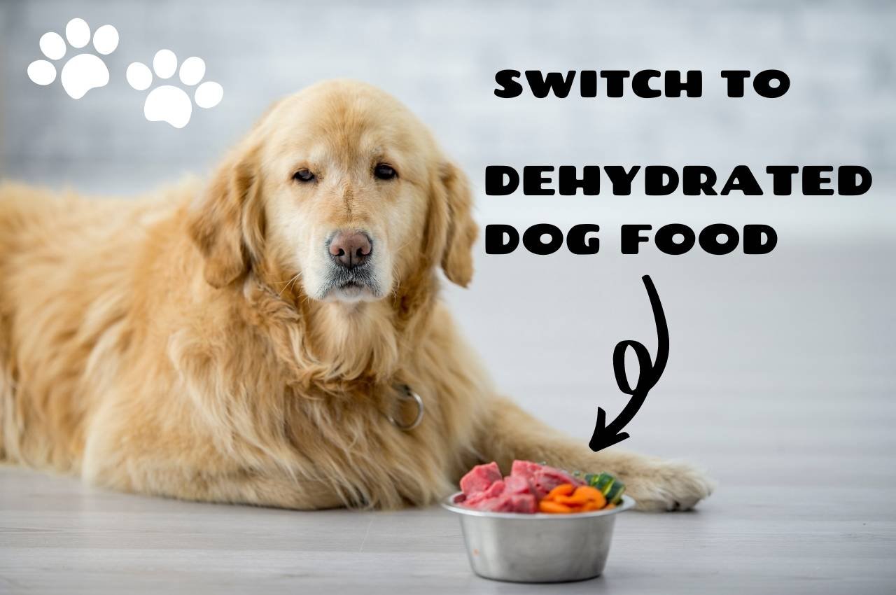 switch your dog to dehydrated food