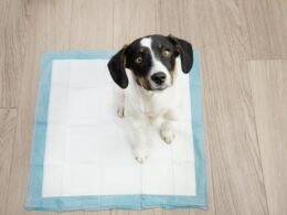 Why Use Puppy Training Pads? 9 Puppy Training Pads