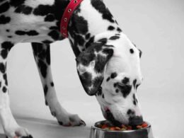 The Best Affordable Wet Dog Food 53 best affordable wet dog food