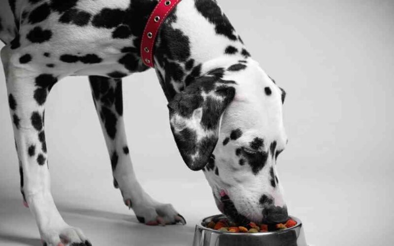 The Best Affordable Wet Dog Food 5 best affordable wet dog food