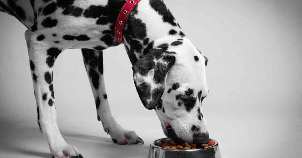 The Best Affordable Wet Dog Food 81 best affordable wet dog food