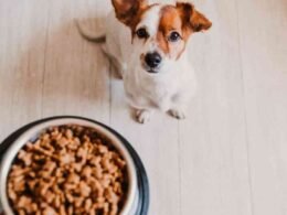 10 Best Dry Dog Food For Puppies in 2022 45 best dry dog food for puppies