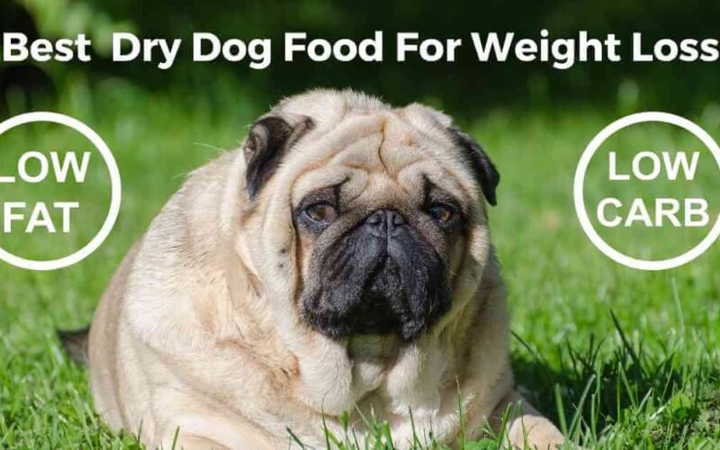 The Best Dry Dog Food For Weight Loss 5 best dry dog food for weight loss