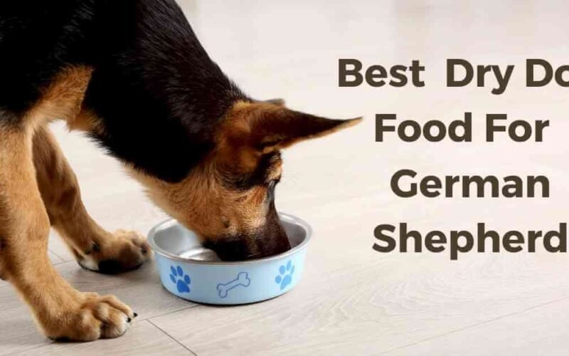 10 Best Dry Food For German Shepherd in 2022 5 best dry food for german shepherd