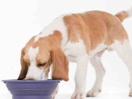 Top 10 Best Grain Free Wet Dog Food in 2022 61 best grain free wet dog food