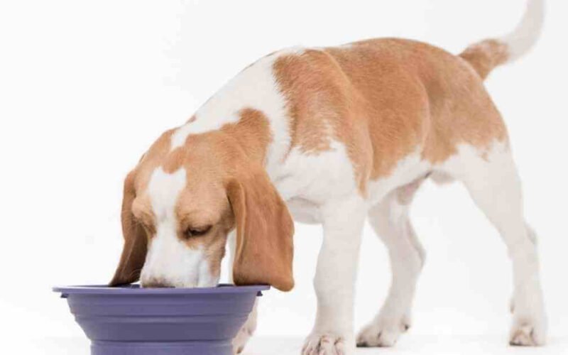 Top 10 Best Grain Free Wet Dog Food in 2022 5 best grain free wet dog food