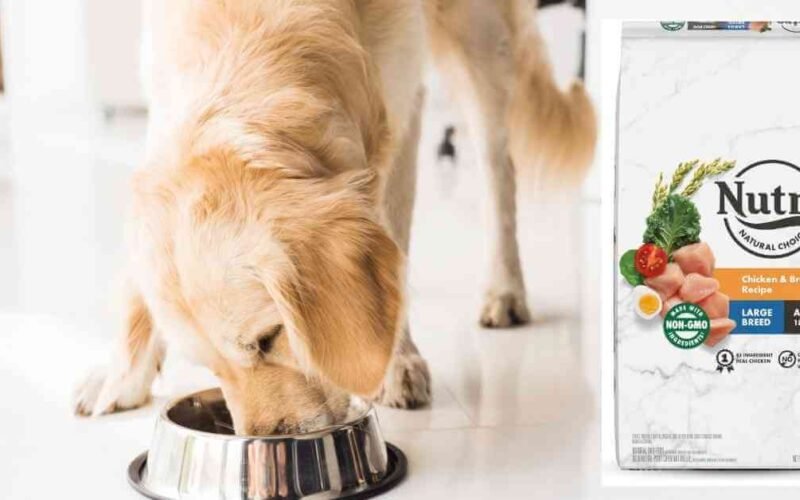 10 Best Nutro Dry Dog Food in 2022 5 best nutro dry dog food