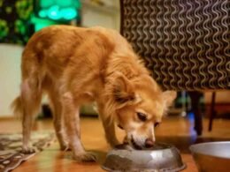 10 Best Wet Dog Foods in 2022 28 best wet dog food