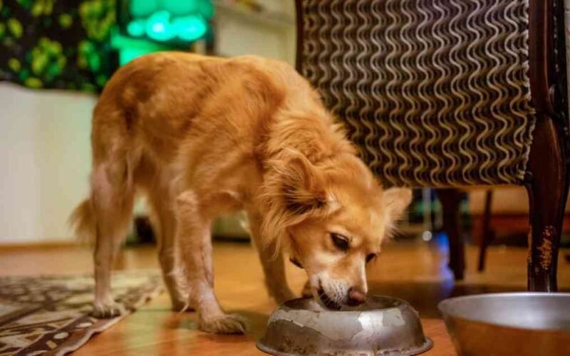 10 Best Wet Dog Foods in 2022 5 best wet dog food