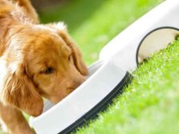 10 Best Wet Dog Food For Allergies 32 best wet dog food for allergies