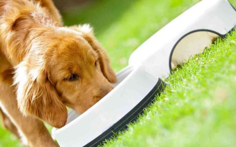 10 Best Wet Dog Food For Allergies 5 best wet dog food for allergies