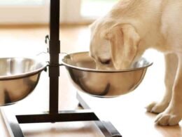 Top 10 Best Wet Dog Food For Puppies 64 best wet dog food for puppies