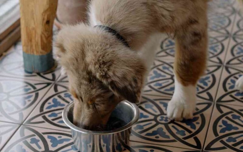 Top 10 Best Wet Dog Food For Small Dogs 5 best wet dog food for small dog