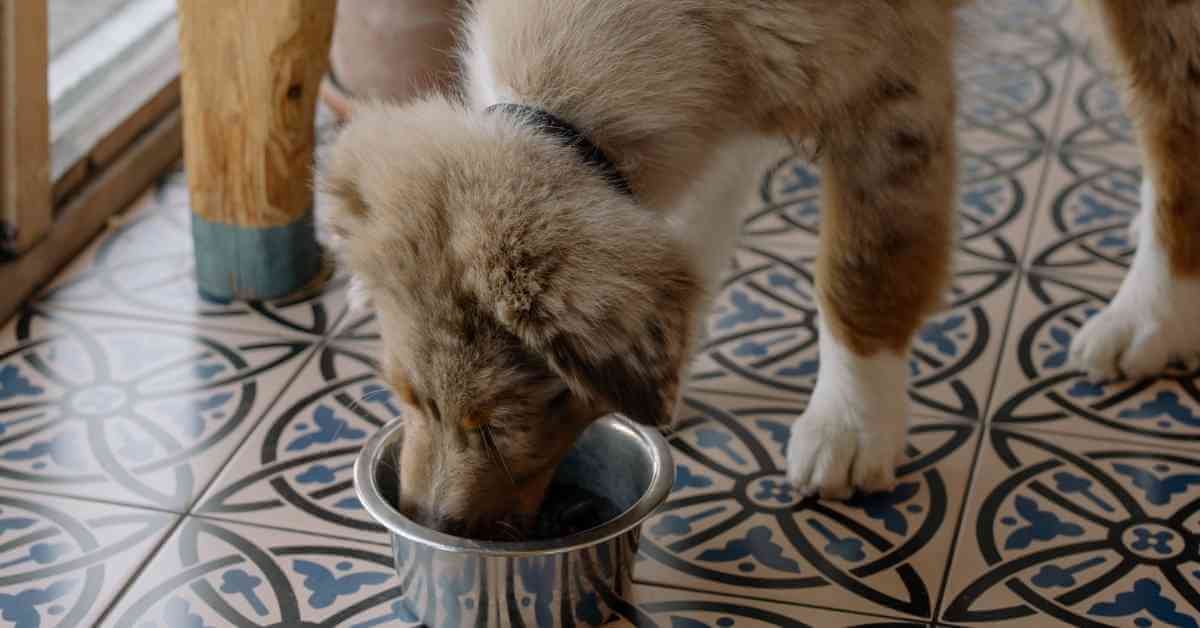 best wet dog food for small dog