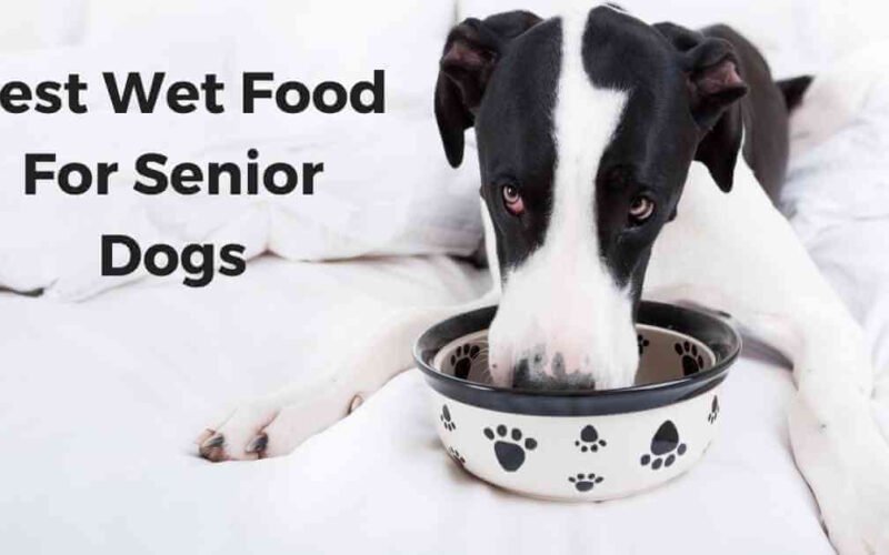 10 Best Wet Food For Senior Dogs 5 best wet food for senior dogs