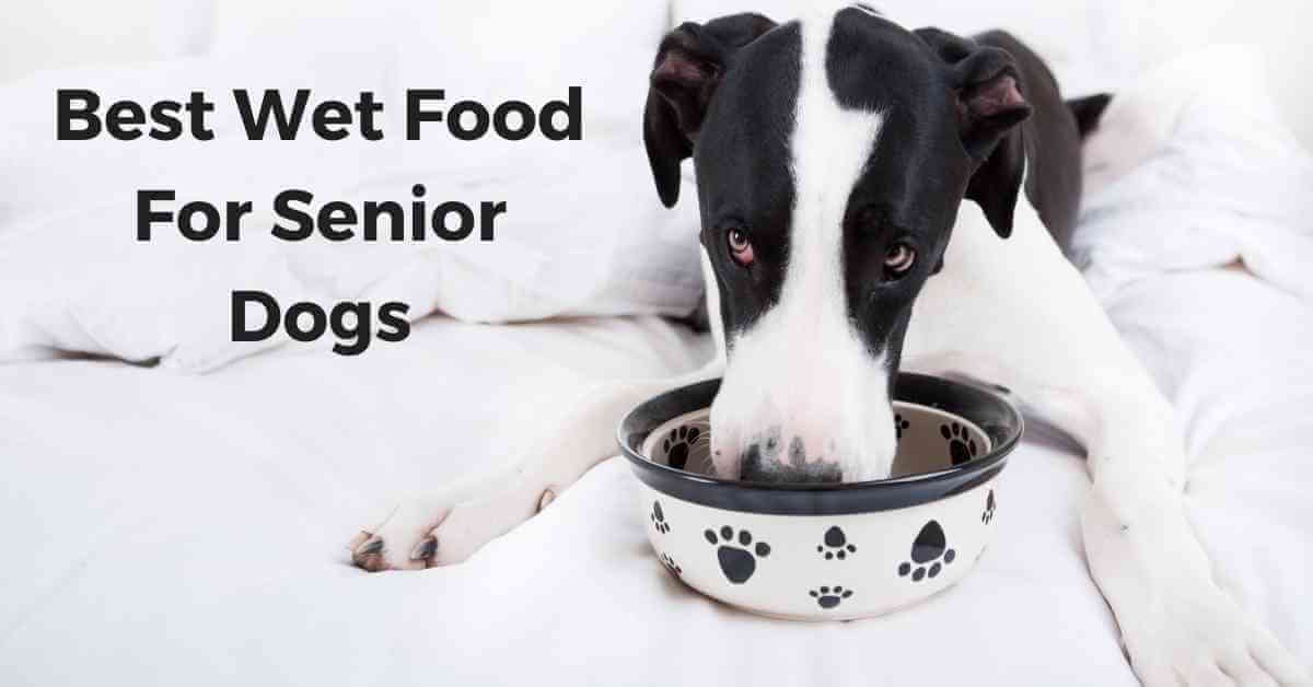 10 Best Wet Food For Senior Dogs 101 best wet food for senior dogs