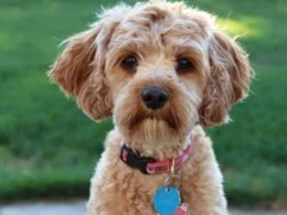 How to Stop Dog Tags from Jingling? 42 how to stop dog tags from jingling