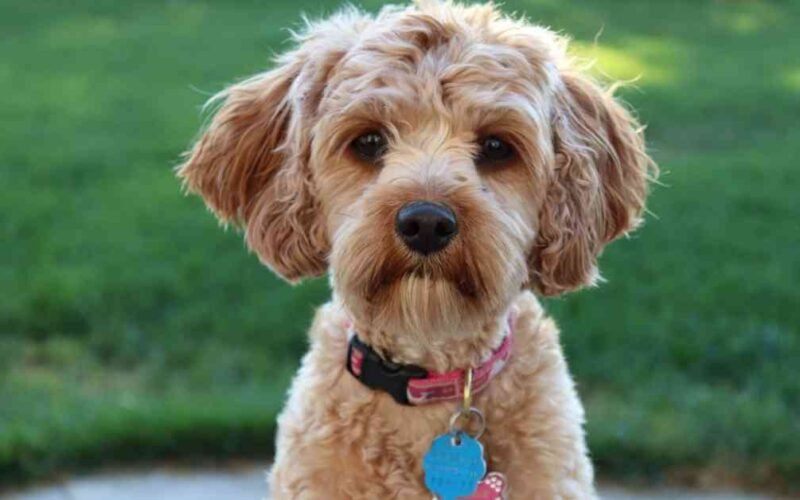 How to Stop Dog Tags from Jingling? 5 how to stop dog tags from jingling