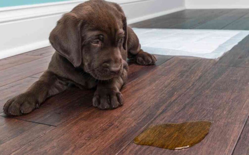 Why Does My Dog Pee On Himself ? 5 Possible Reasons 5 why does my dog pee on himself