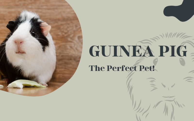 Guinea Pigs