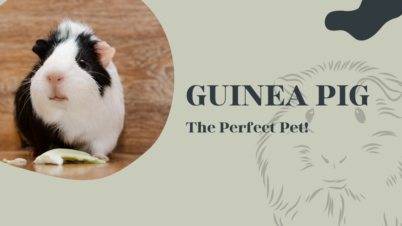 Guinea Pigs: The Perfect Pet! 37 Guinea Pigs