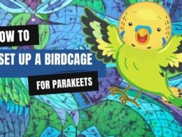 How to Set Up a Birdcage for Parakeets 9 Set Up a Birdcage for Parakeets