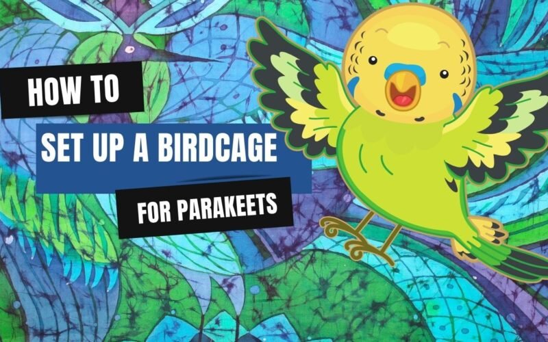 How to Set Up a Birdcage for Parakeets 5 Set Up a Birdcage for Parakeets