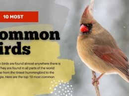 10 Most Common Birds In The World 11 The Most Common Bird In The World