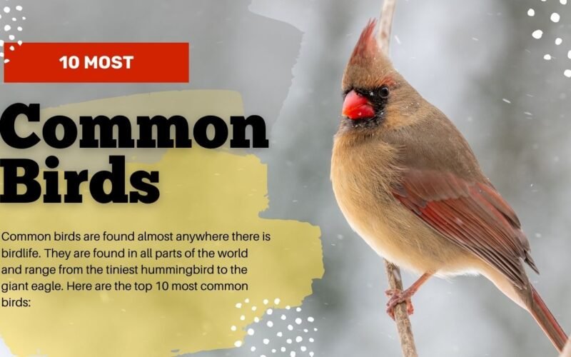 10 Most Common Birds In The World 5 The Most Common Bird In The World